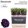 Lisianthus Bohemian black violet 70cm