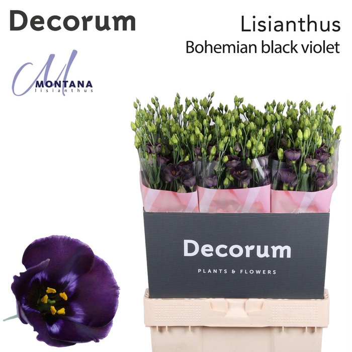 <h4>Lisianthus Bohemian black violet 70cm</h4>