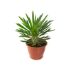 PACHYPODIUM LAMEREI P19