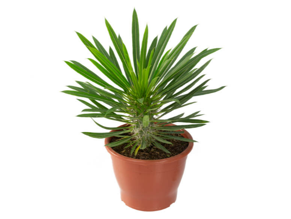 PACHYPODIUM LAMEREI P19