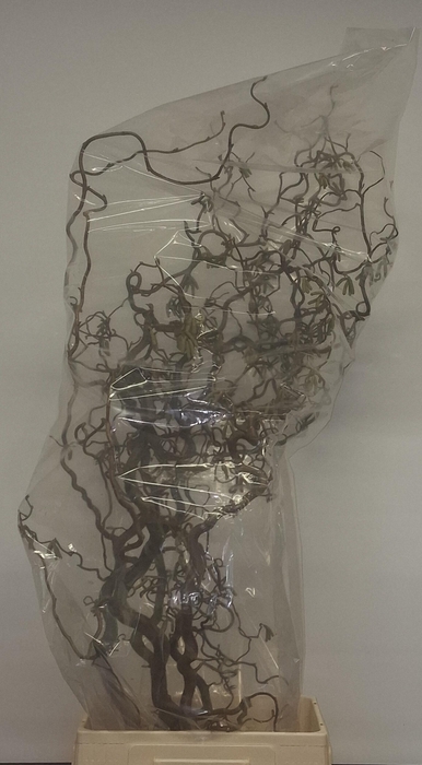 <h4>CORYL AV CONTORTA</h4>