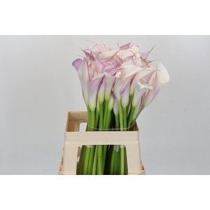 Zantedeschia Eydolls Purple White