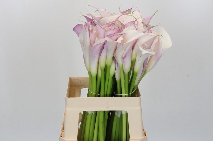 <h4>Zantedeschia Eydolls Purple White</h4>