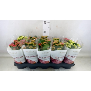 Kalanchoe blos. 'RoyalDon'   ..mix