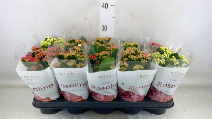 <h4>Kalanchoe blos. 'RoyalDon'   ..mix</h4>