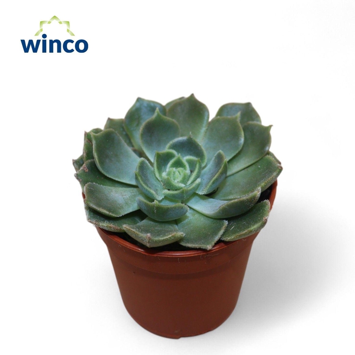 <h4>Echeveria Bron Rose</h4>