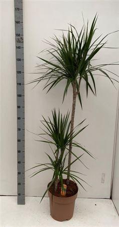 Dra Marginata 90-45-15 Cm