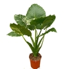 Alocasia