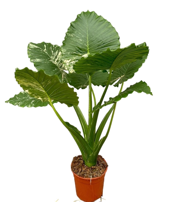 Alocasia