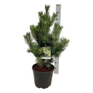 Pinus nigra 'Oregon Green'