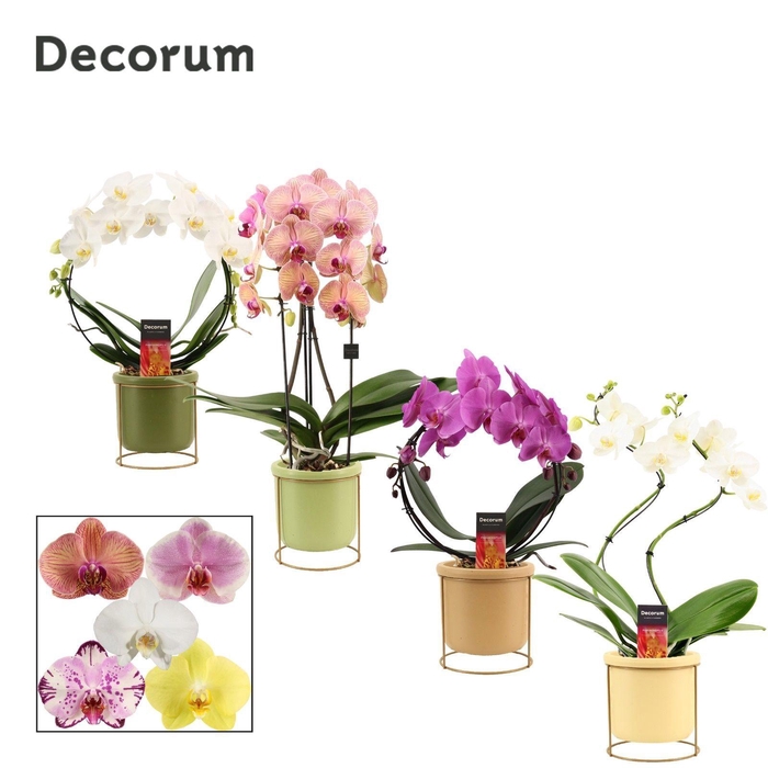 <h4>Phalaenopsis vormen mix 2 tak in Lynn (Silent moods-collection)</h4>