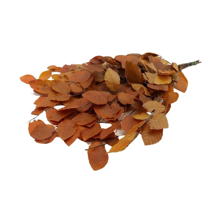 <h4>Preserved Beuk 80cm 150g</h4>