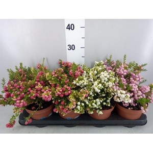 Gaultheria mucronata