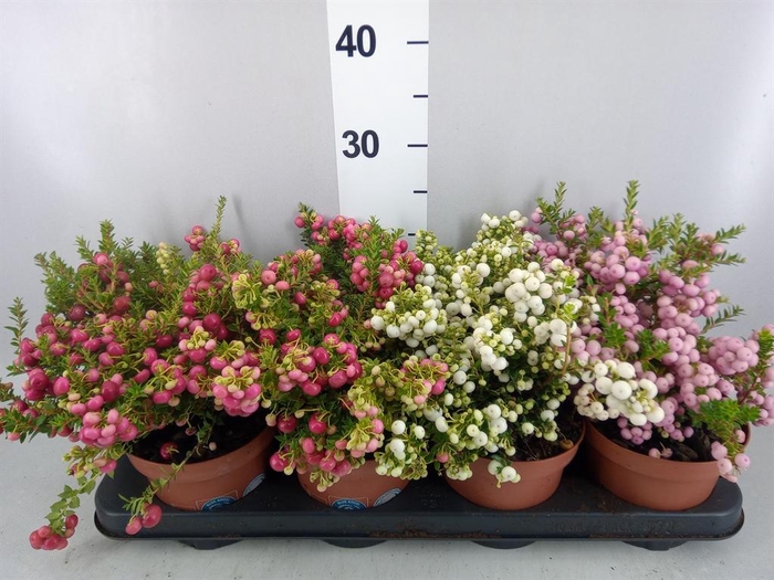 <h4>Gaultheria mucronata</h4>