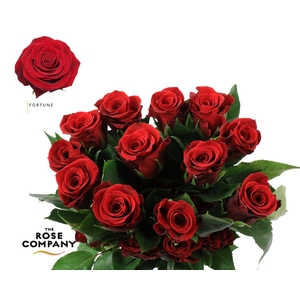 Rosa Ec Fortune
