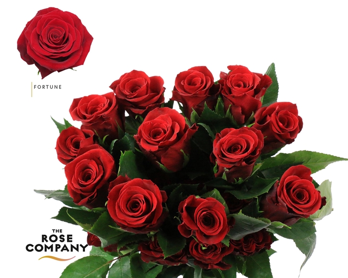 Rosa Ec Fortune