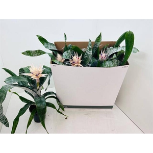 !! PROMO !! AECHMEA PRONTOO WHITE P15
