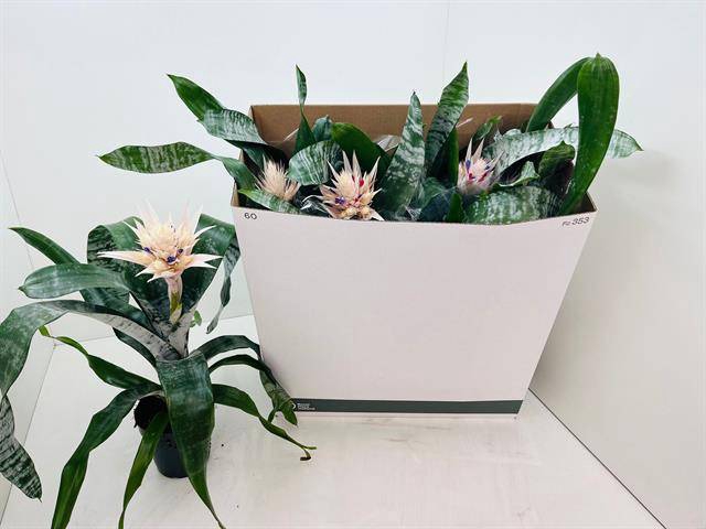<h4>!! PROMO !! AECHMEA PRONTOO WHITE P15</h4>