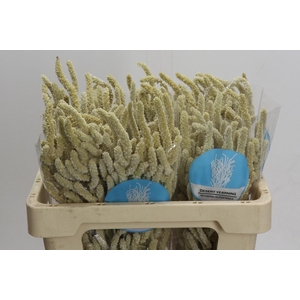 Amaranthus Yearming Desert