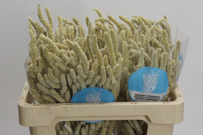 <h4>Amaranthus Yearming Desert</h4>