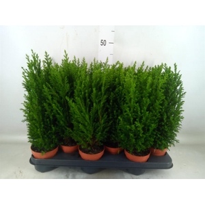 Chamaecyparis laws. 'Ellwoodii'