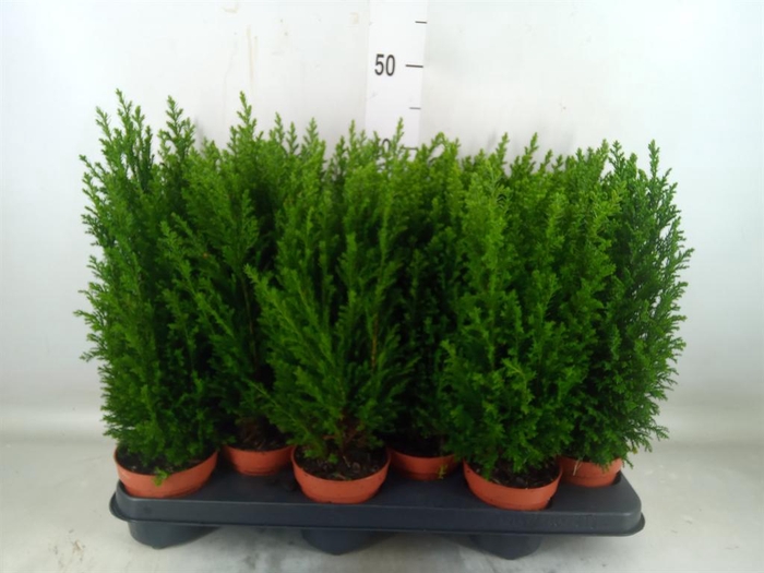 <h4>Chamaecyparis laws. 'Ellwoodii'</h4>