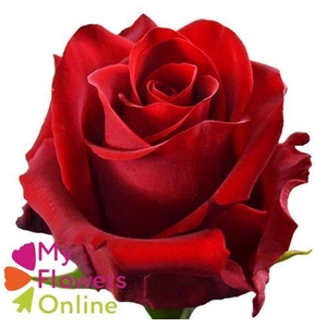 R Gr Explorer Red 50cm EC