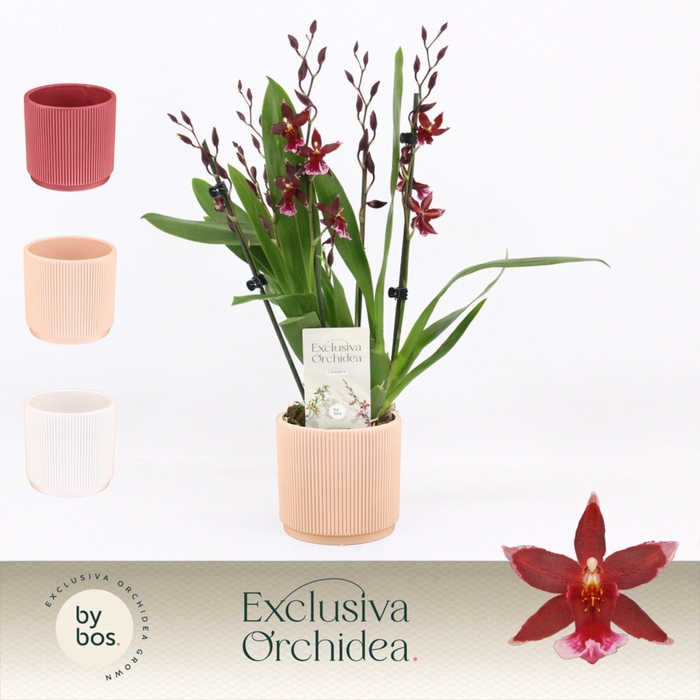 <h4>Barrocco Red, 5/6-spike in Horizon Ribble 'Exclusiva Orchidea'</h4>