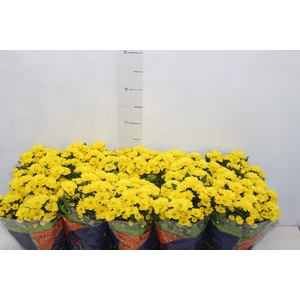 CRISANTEMO MINI P11 AMARELO