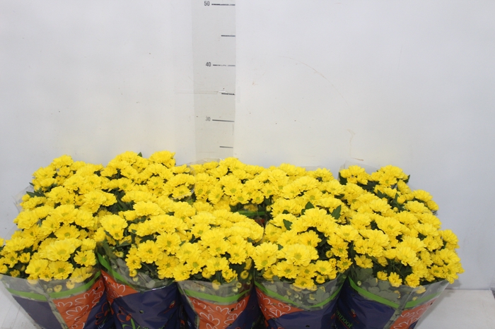<h4>CRISANTEMO MINI P11 AMARELO</h4>