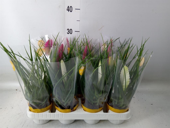 <h4>Tillandsia  ...mix</h4>