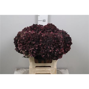 Hydr Cl M Mag Ruby P