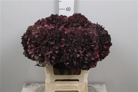 <h4>Hydr Cl M Mag Ruby P</h4>