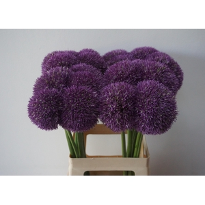 ALLIUM PINBALL WIZAR