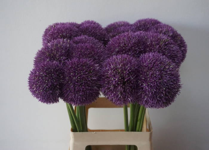 <h4>ALLIUM PINBALL WIZAR</h4>