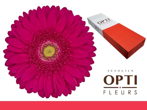 <h4>Gerbera Riley Doos</h4>