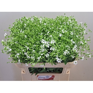 SAPONARIA OV
