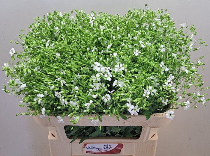 <h4>SAPONARIA OV</h4>