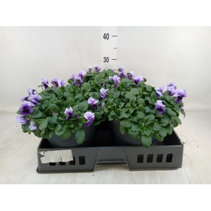 Viola corn. 'Evo Mini Violet Beaco'