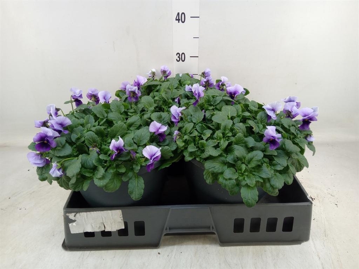 <h4>Viola corn. 'Evo Mini Violet Beaco'</h4>
