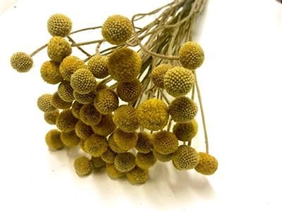 <h4>DROOG CRASPEDIA X50</h4>