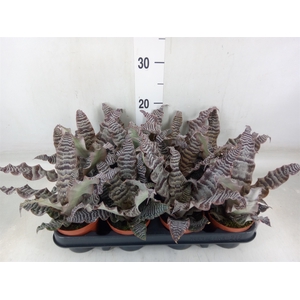 Cryptanthus zonatus