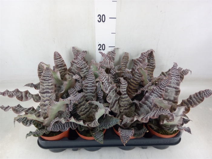 <h4>Cryptanthus zonatus</h4>