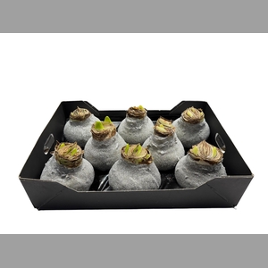 AMARYLLIS WAX GLIT - TITANIUM