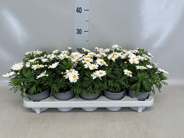 <h4>Argyranthemum  'La Rita White'</h4>