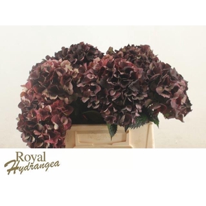 HORT MAGICAL DARK RUBY CLASSIC