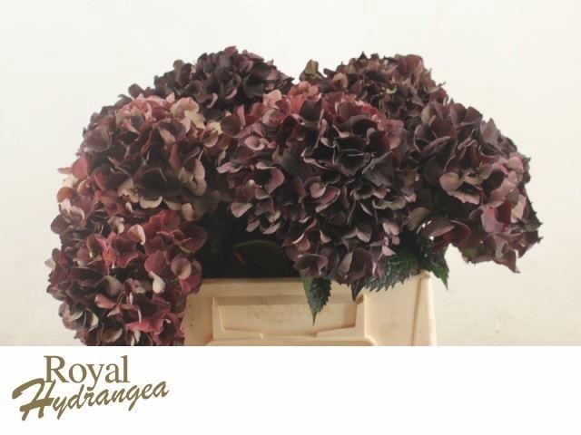 <h4>HORT MAGICAL DARK RUBY CLASSIC</h4>