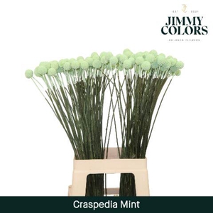 Craspedia L70 Mint Groen