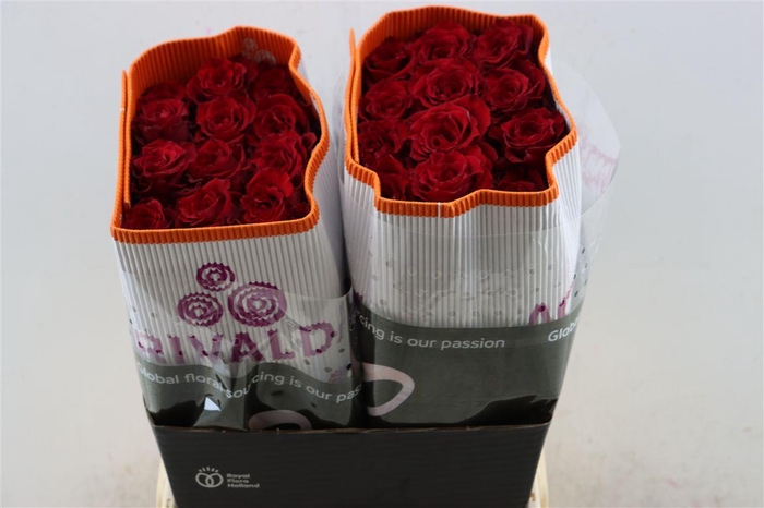 <h4>R Gr Born Free</h4>