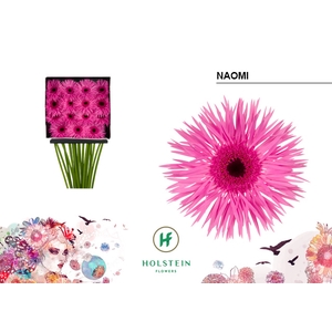 Gerbera Spider Naomi Diamond Per Kaart